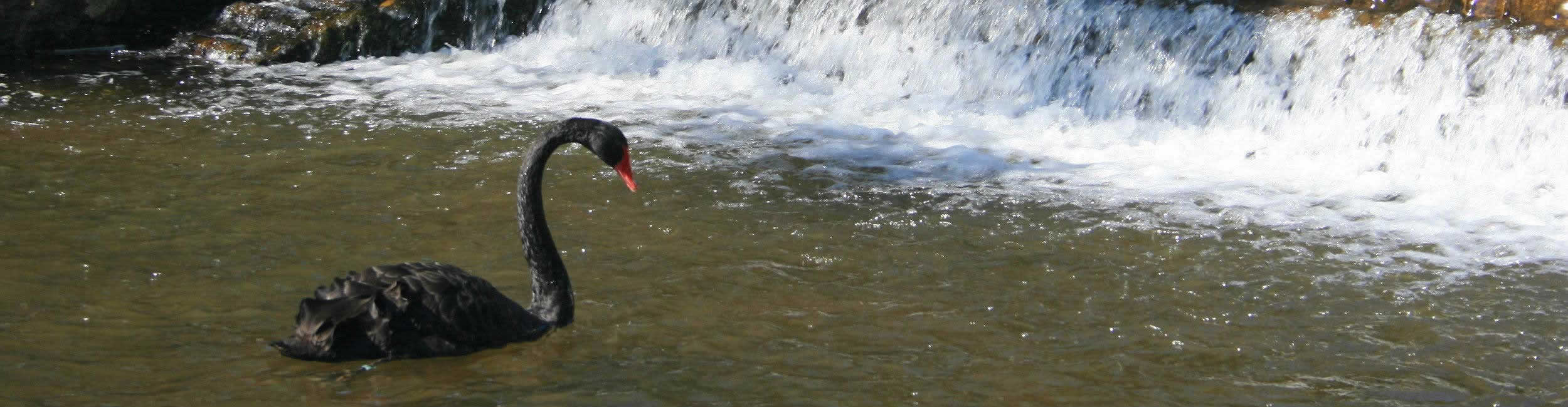 Area Guide for Dawlish, Devon Devon Rose