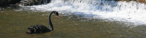 Dawlish